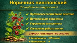 Норичник нингпонский (Scrophularia ningpoensis) - экстракт