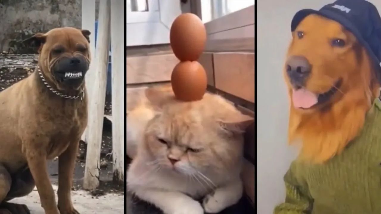 Смешные и забавные животные 😻😺 Лучшие приколы с животными 🐶 Подборка забавных животных