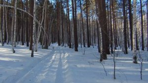 Прогулка по зимнему лесу. Winter Forest Walk ASMR 4K