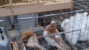 1000108694.mp4  Ярморка голубей март26.