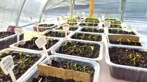 7 марта! Что с моими саженцами в теплице после переноса?