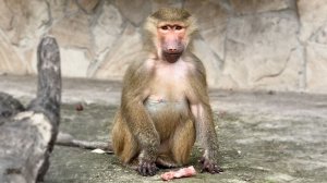 Маня МЕГАМОЗГ! Свой трюк выполняет блестяще! Прямо из-под носа Люси, из лап Степы технично ворует)