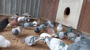 07.03.2026г.Типплеры и один пермяк.