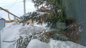 7.03.26. Первые всходы радуют. Пересадили цветок. Спасибо за добрые слова😊