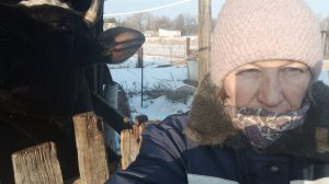 ХОДИТ,КАК СЛОНИХА //Хотят корову без хвоста и рогов// Жизнь в деревне.