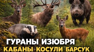 ТАЙГА НА КАМЕРЕ: ФОТОЛОВУШКА СНЯЛА ВСЮ НОЧНУЮ ЖИЗНЬ ЛЕСА