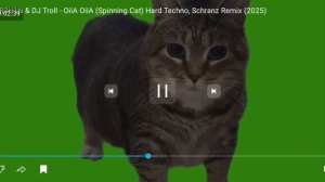 КОТИК "У И А" {ОСТОРОЖНО СКРИМЕР!} С ОЗВУЧКОЙ