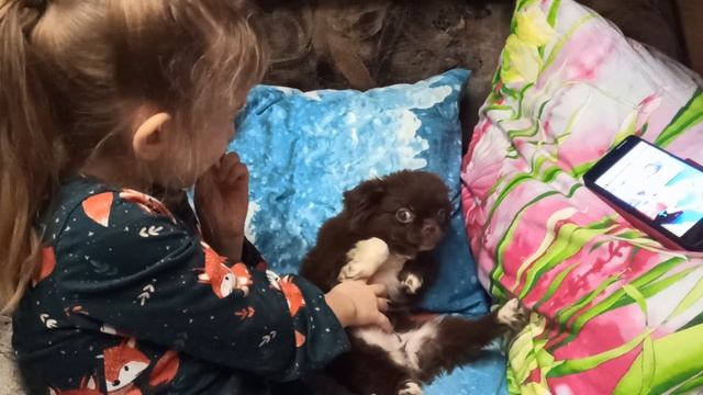 Дрессированный щенок Буся #купить_щенка_продам_чихуахуа +79215950848