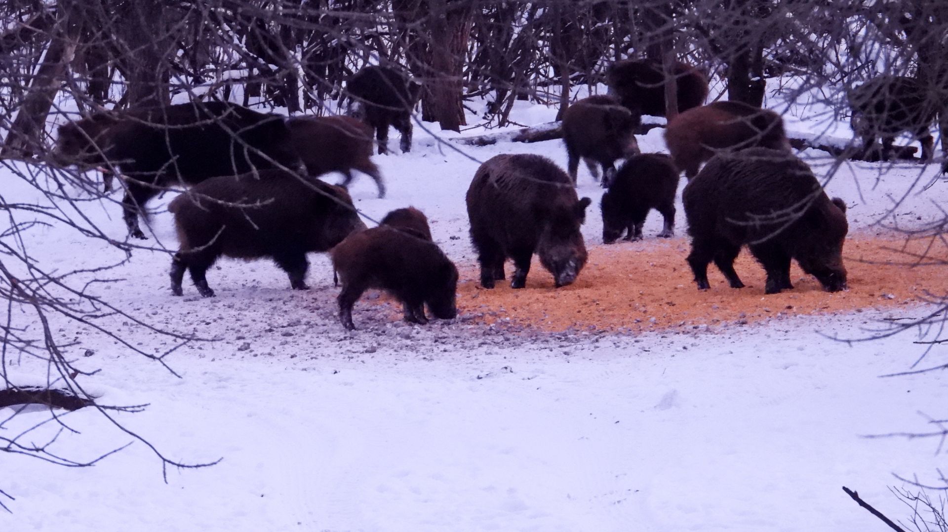 Охота на кабана 2023