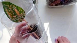 380. Работы с растениями 01-07.03.2026.