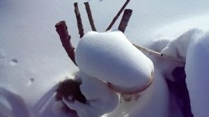 Подать мне кофе милый рад!..