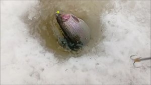 Обзор с Нижнего пруда. Неплохо работают пассивные снасти. Клёвое место Лосиный остров.