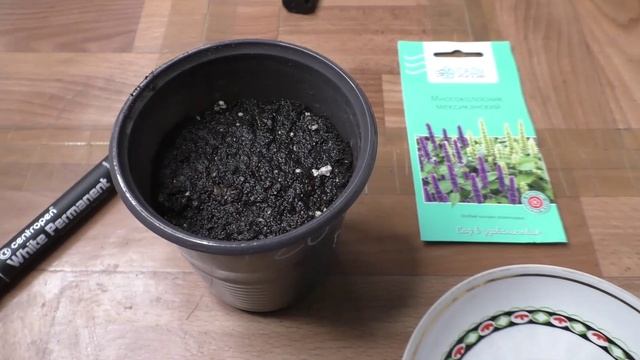 Первые всходы многоколосника (лофанта) на рассаду