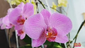 Танец орхидей .