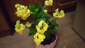 Цветущее каланхоэ