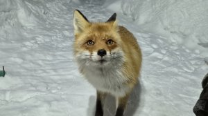 (1233) Лиса приходит в гости. Март 2026