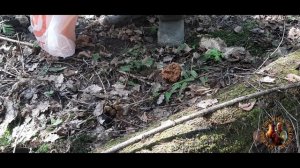 "Наслаждаемся весенним лесом и копаем" 2 мая.