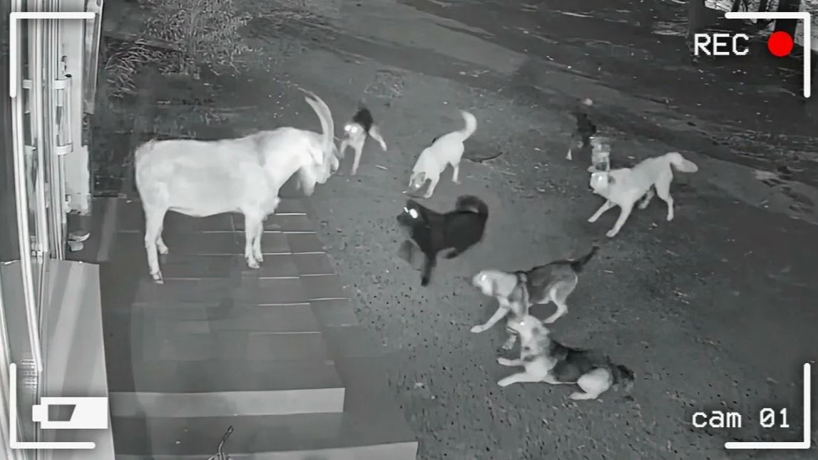 ЗАБАВНЫЕ МОМЕНТЫ С ЖИВОТНЫМИ, СНЯТЫЕ НА КАМЕРУ ВИДЕО ПРИКОЛЫ #2