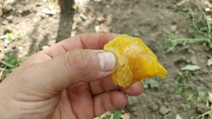 Диплоидная слива Ренклод ранний (Белая медовая) Ростов-на-Дону