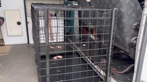 Вердикт врача/Пёс Мухтар в тяжёлом состоянии