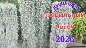 Правильный посев дихондры и первые всходы. Вербена раннецветущая.