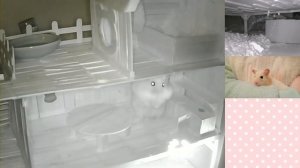 🐹 Ham Ham Night Cam 🌜 Лучшие моменты трансляции