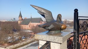 Остров Канта со смотровой площадки башни "Маяк"