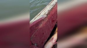 Один День из жизни Рыбака в Дагестане Сазан Прет