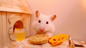 🐹 Хомяк ест тыквенный пирог 🎃