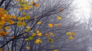 Там где клен шумит