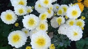 Вспоминаем лето. Любуемся красотой.