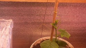 ОГУРЕЦ КУРАЖ, РОСТ ИДЁТ.