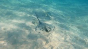 Загадочные скаты