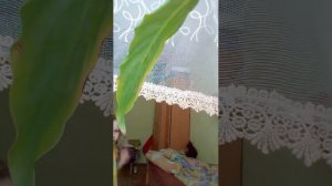 приколы делают в гостях