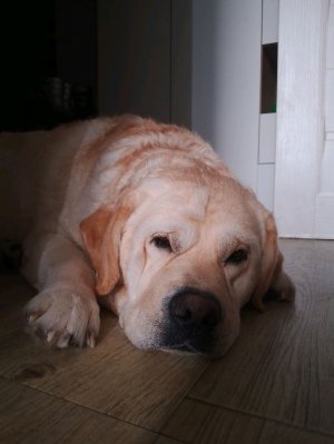 Лизунчик и Руйянчик