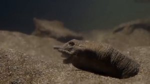 Дикая природа России.Часть 12👍