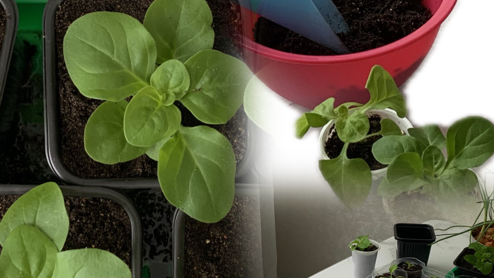 Прищипка моей и купленной петунии  15.04.2025