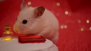 💝 Блюдо на День святого Валентина от Vanilla 💝