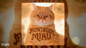 MONTAGEM MIAU