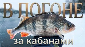 ЖИРНЫЕ ОКУНИ уже КЛЮЮТ❓ ВЕСЕННЯЯ РЫБАЛКА на СПИННИНГ в ПОИСКЕ ПОЛОСАТЫХ КАБАНОВ 🐗🎣