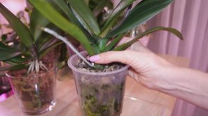 Орхидея осталась без корней. Нарастить корни в пироге 😀.