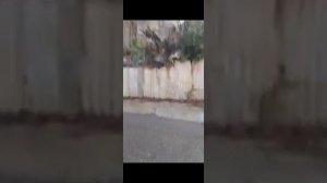 Жизнь Алеутов без меня за всем стоит Тома