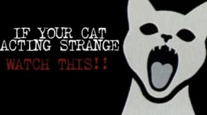 Просто страшный кот ( ANALOG HORROR )