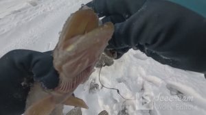 НЕЛЬМА на виб , а щука на ...