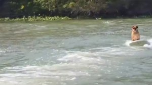 Знакомьтесь с девятилетним пёсиком по кличке Марио, который обожает сёрфинг
