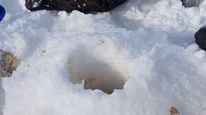 ловля живца