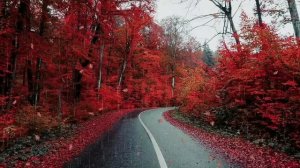 Sevenrose - Пусть Распускаются Цветы