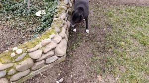 Косточки собачкам