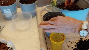 Личи: пересаживаю в 2 месяца