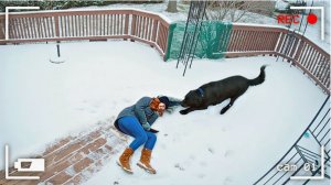 ВИДЕО ПРИКОЛЫ ЗАБАВНЫЕ МОМЕНТЫ С ЖИВОТНЫМИ, СНЯТЫЕ НА КАМЕРУ #2